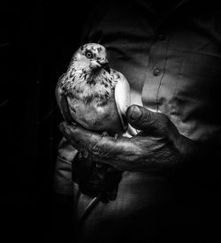 Close-up of hand holding bird against black background