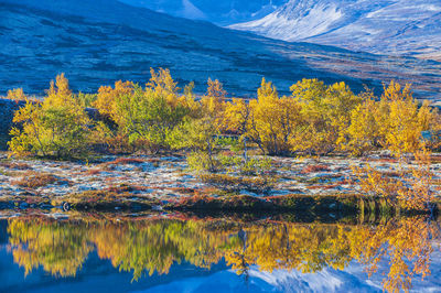 Reflection of autumn trees in a small lake. rondane national park, norway, europe autumn colors