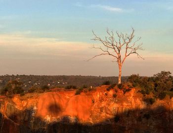 Bare tree on field against sky