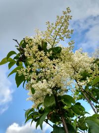 Low angle view of tree against sky