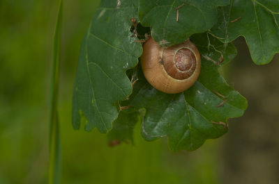 leaf