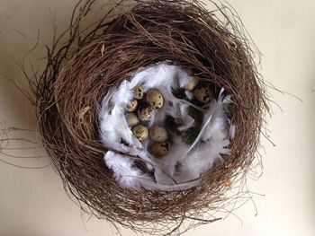 Directly above shot of eggs in nest