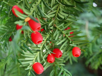 Close-up of red berries growing on tree