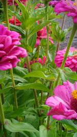 Close-up of pink flowers