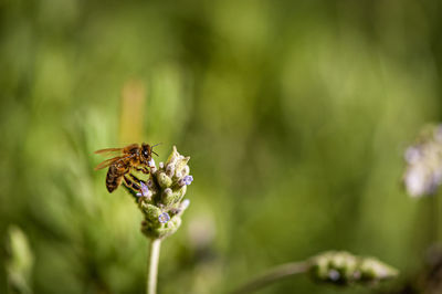 Close-up of bee pollinating on flower