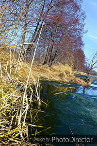 Reflection of bare trees in lake