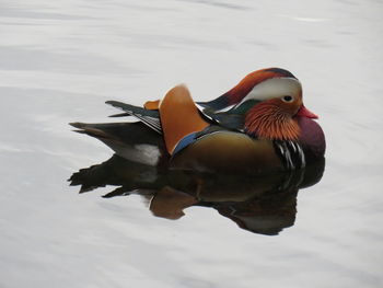 View of duck swimming in lake