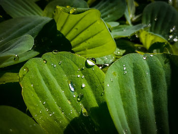 Full frame shot of wet leaves