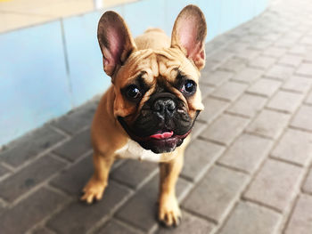 High angle portrait of a dog on footpath