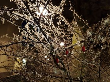 Low angle view of flowers on tree at night