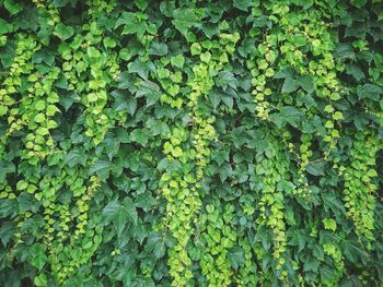 Full frame shot of ivy growing on plant