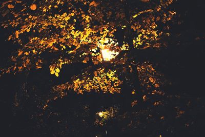 Close-up of tree at sunset