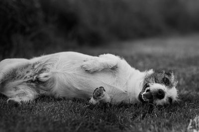 Portrait of dog lying on grass