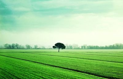 View of lone tree on countryside landscape