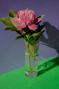 Beautiful peony flower on pink color in transparent glass of water on isometric creative background