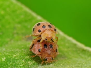 Close-up of insect on grass