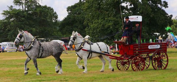 Horse cart on field