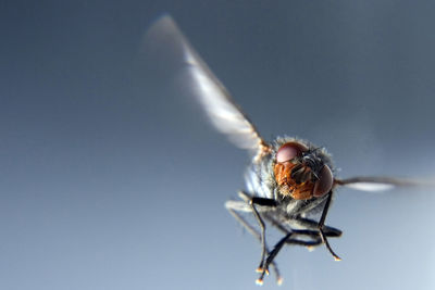 Close-up of fly on white background