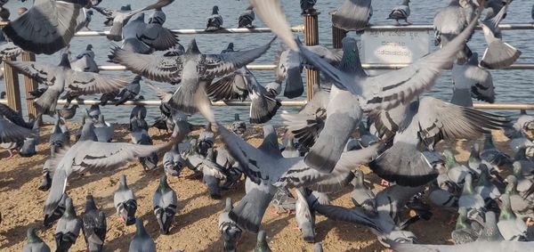 High angle view of pigeons