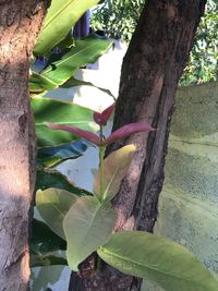 Close-up of leaves on tree trunk