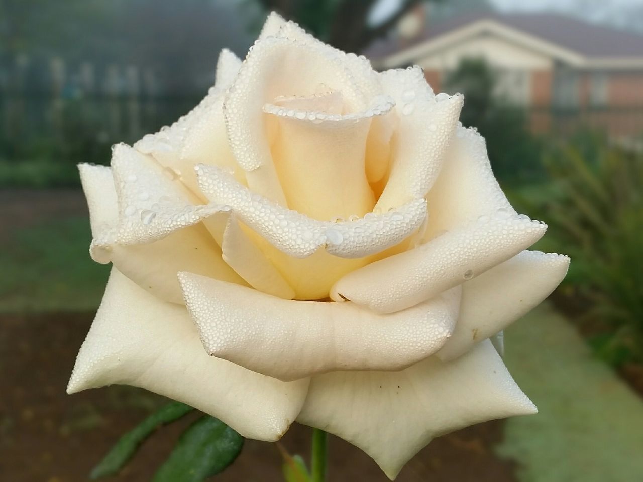 Roses drinking in the dew