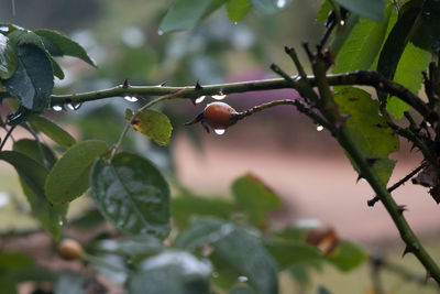 Close-up of raindrops on tree