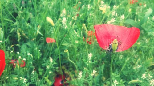 Close-up of red poppy flowers in field