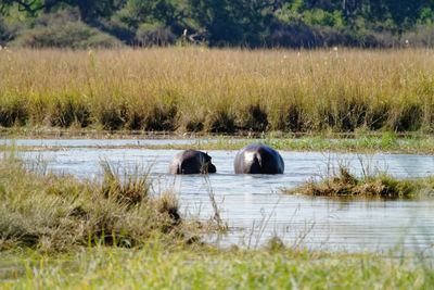 Two horses in the lake