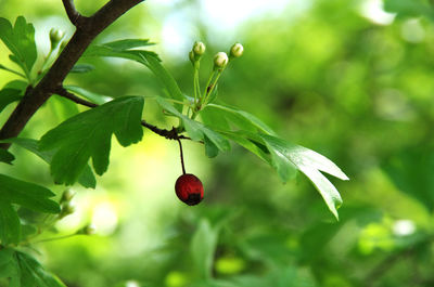 Close-up of red berries growing on tree