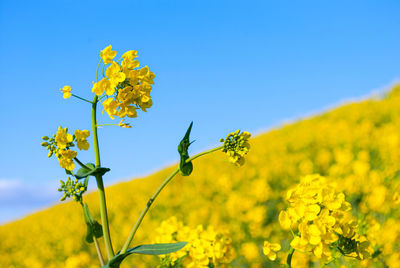 rapeseed