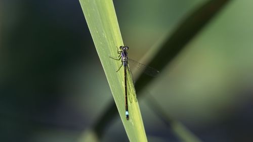 Close-up of grasshopper on leaf against blurred background