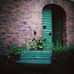 Plant growing on brick wall