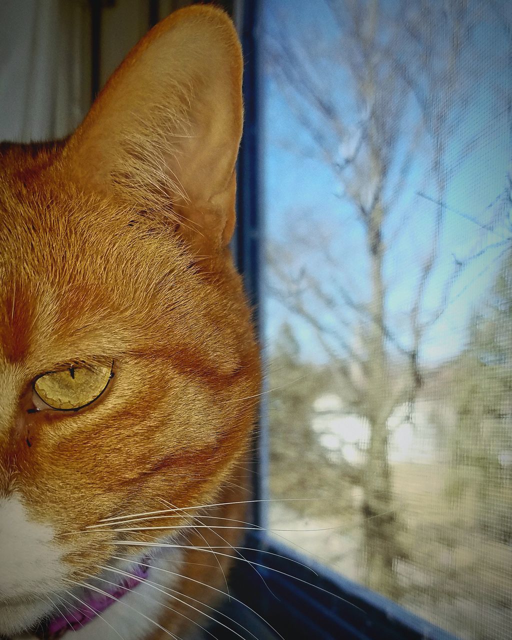 CLOSE-UP OF CAT LOOKING AT CAMERA