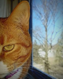 Close-up of cat looking away