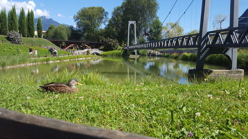 View of ducks swimming on bridge over canal