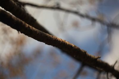 Close-up of rusty metal fence against blurred background