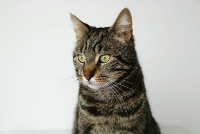 Portrait of cat against white background