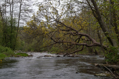 Scenic view of trees by landscape