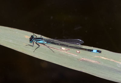 Close-up of a dragonfly