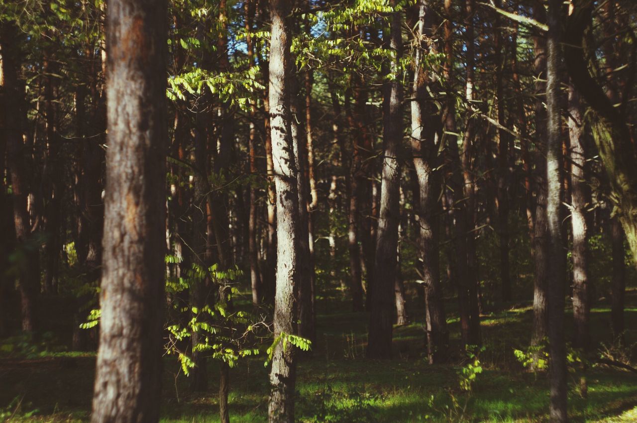 tree, tree trunk, growth, tranquility, nature, beauty in nature, forest, tranquil scene, branch, green color, grass, woodland, scenics, growing, plant, field, day, sunlight, no people, landscape