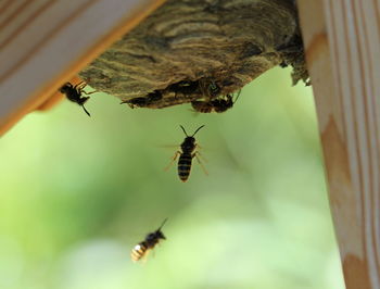 Close-up of insect