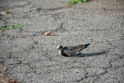 High angle view of bird on street