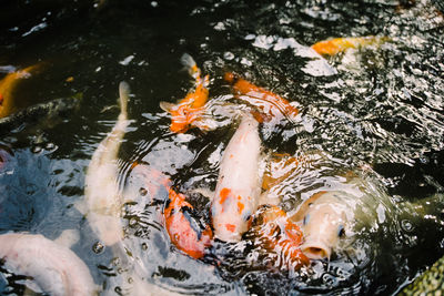 High angle view of koi carps swimming in lake