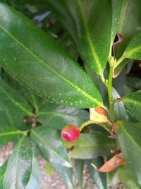 Close-up of wet plant