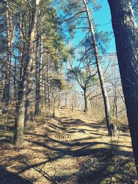 View of trees in forest