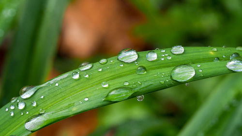 Closeup view of water drops on green leaves. beautiful raindrops.