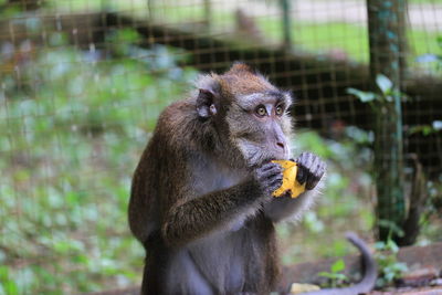 Close-up of monkey in cage at zoo