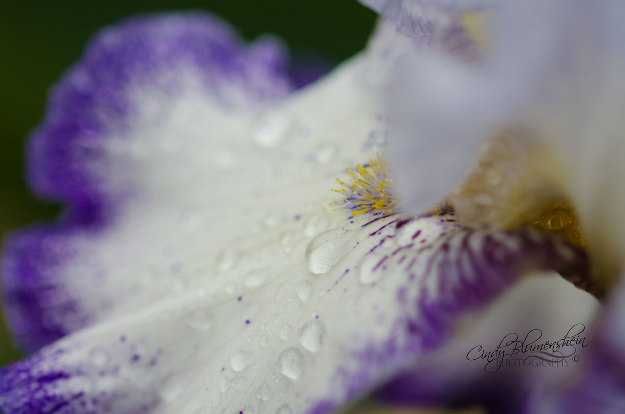 flower, petal, freshness, fragility, flower head, close-up, growth, beauty in nature, single flower, nature, focus on foreground, selective focus, blooming, purple, in bloom, stamen, pollen, plant, blossom, drop