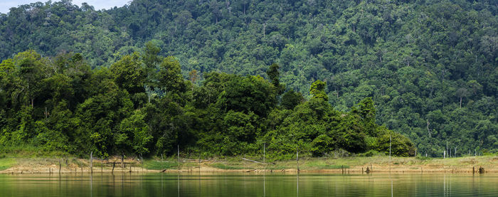 Scenic view of lake against trees in forest