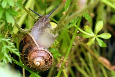 snail